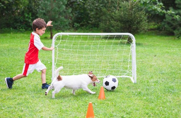 Affordable Artificial Grass Installation Near Me What to Know